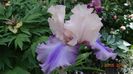 Florentine Silk