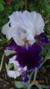 Snowcap