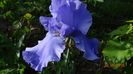 Blue Temptation