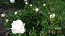 Gardenia