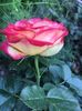 3BBDD44E-BCA5-44A0-8897-9EABC9BA75AD