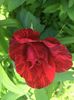 Red intuition