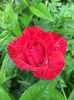red intuition