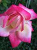 3F01FCC8-14B4-4DD3-AB72-55E69EC05454