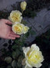 CAM01647