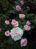CAM01651