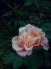 CAM01652