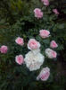 CAM01732