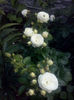 CAM01735