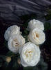 CAM01739