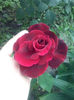 CAM01750