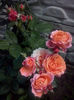 CAM01759
