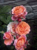 CAM01760