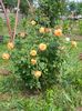 Gartenspass