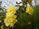 Harrison’s Yellow
