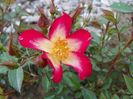 Star Profusion