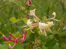 lonicera belgica