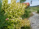 physocarpus Dart's Gold