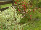 cornus alba sibirica variegata si Scharlachglut