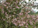 kolkwitzia amabilis Pink Cloud