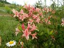 azalea Chanel