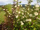 physocarpus Diabolo 2 in 1