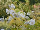 philadelphus aureus