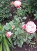 20180519_092801 - Copy