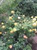 20180519_092844 - Copy