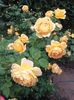 20180519_093410 - Copy
