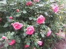 20180519_093524 - Copy