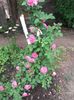 20180519_093648 - Copy