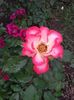 20180519_093917 - Copy
