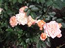 20180519_093947 - Copy