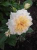20180519_094017 - Copy