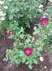 20180519_094050 - Copy