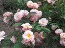 20180519_094856 - Copy