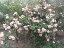 20180519_094919 - Copy