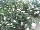 20180519_095606 - Copy