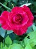 Red intuition