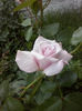 CAM01810