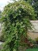 Lonicera alb cu galben