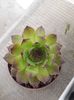 Sempervivum