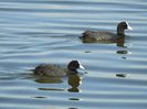 Lișița (Fulica atra)