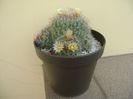 Mammillaria bocasana