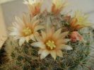 Mammillaria bocasana