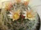 Mammillaria bocasana