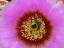 Echinocereus reichenbachii
