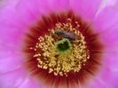 Echinocereus reichenbachii
