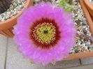 Echinocereus reichenbachii